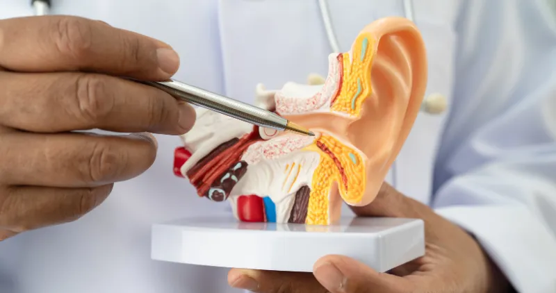 How Long Does a Perforated Eardrum Take to Heal Without Surgery