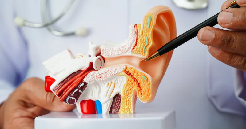 What Is Eustachian Tube Dysfunction and Why Does It Happen